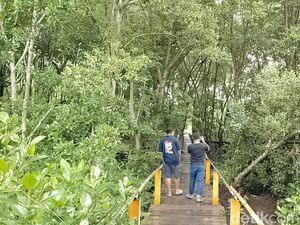 Menikmati Pesona Hijaunya Ekowisata Mangrove Pandang Tak Jemu di Batam
