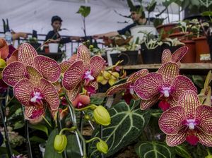 Petani Parongpong Ekspor Tanaman Hias Senilai Rp 5 M ke Amerika-Eropa