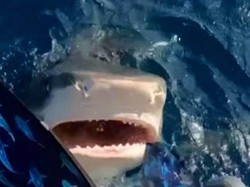 Tidak Bernafas Seperti Manusia, Mengapa Hiu Punya Lubang Hidung?