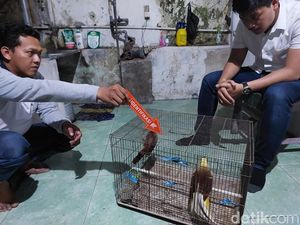 Warga Jember Diamankan gegara Pelihara Burung Cenderawasih Warga Jember Diamankan gegara Pelihara Burung Cenderawasih