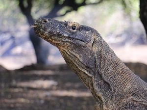 PT Flobamor Tak Mau Turuti Kantor Staf Presiden Cabut Tarif Mahal Komodo PT Flobamor Tak Mau Turuti Kantor Staf Presiden Cabut Tarif Mahal Komodo
