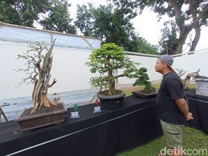 Ragam Jenis Tanaman Bonsai Beradu Cantik di Cirebon
