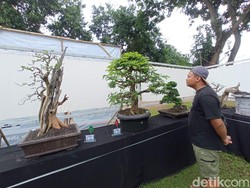 Ragam Jenis Tanaman Bonsai Beradu Cantik di Cirebon
