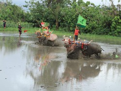 Makepung Lampit Digelar di Banjar Peh Jembrana