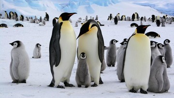 Sedih, Penguin Kaisar Diprediksi Punah dalam Abad Ini