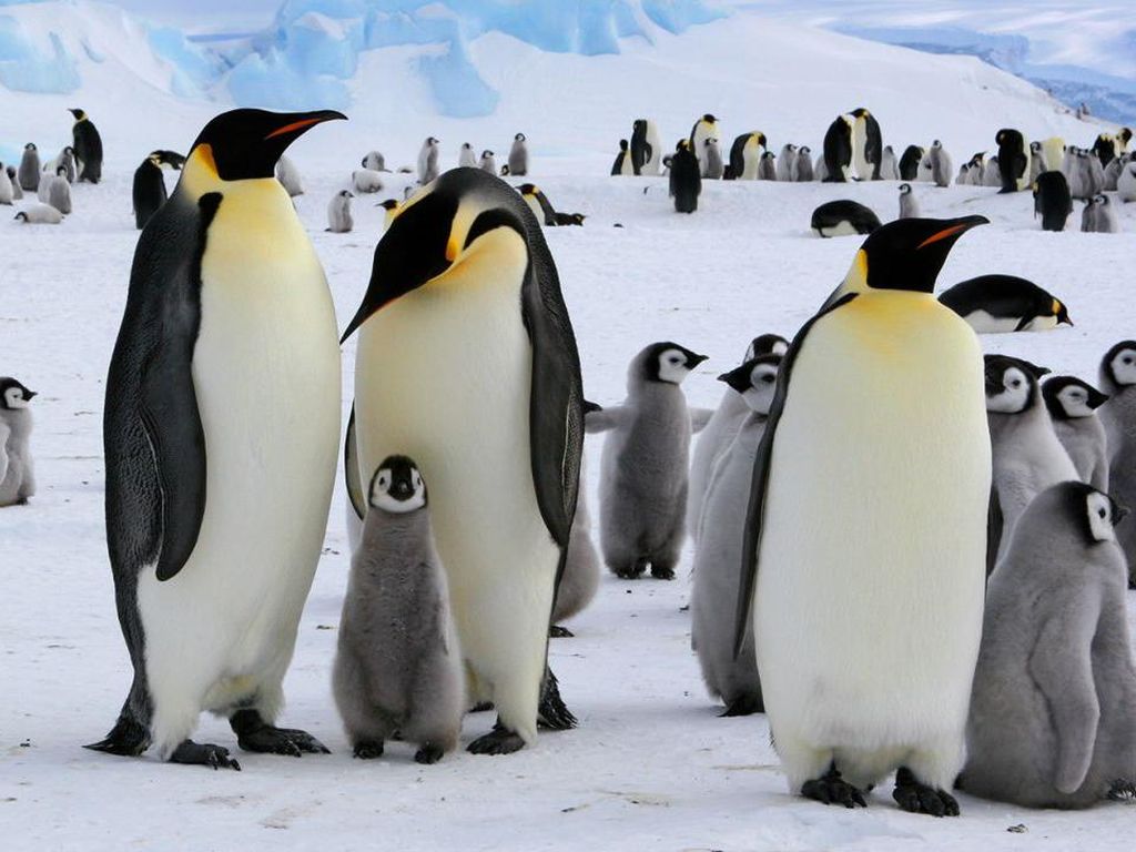 Wow! Koloni Penguin Kaisar Tampak dari Luar Angkasa