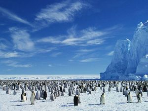 Ribuan Penguin Mati Akibat Es di Kutub Pecah dan Mencair