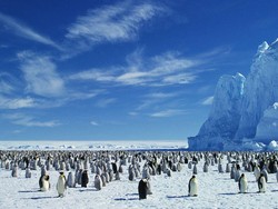 Ribuan Penguin Mati Akibat Es di Kutub Pecah dan Mencair