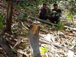 Kisah Bali Reptile Rescue Menengahi Konflik Ular-Manusia