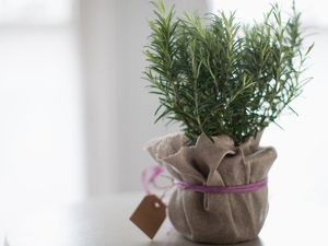 3 Tanaman Hias yang Bisa Jadi Pengharum Ruangan