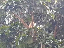 Damkar Evakuasi Kucing Oyen Usai 3 Hari di Atas Pohon Mangga: Lagi Galau Kali