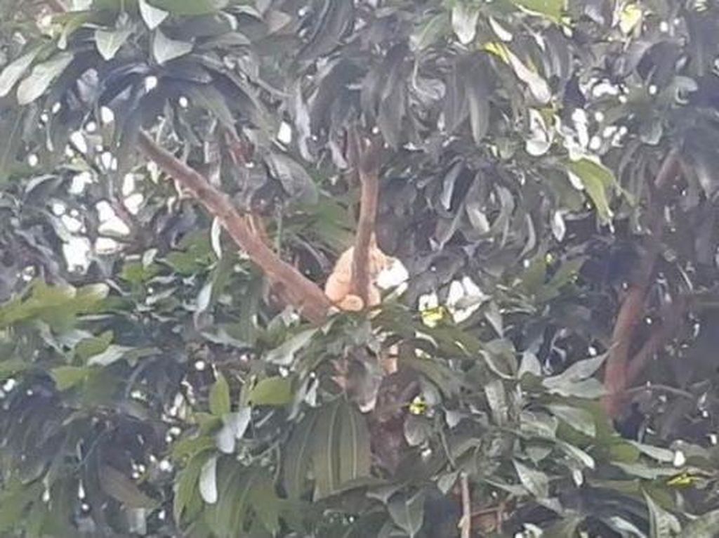 Damkar Evakuasi Kucing Oyen Usai 3 Hari di Atas Pohon Mangga: Lagi Galau Kali