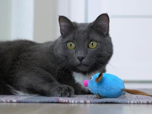Gemoy! Ini Busok, Kucing Ras Asli Indonesia yang Mirip British Shorthair