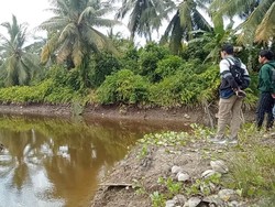 Pria di Mateng Diterkam Buaya saat Panen Kelapa, Korban Dilarikan ke RS