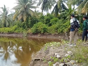 Pria di Mateng Diterkam Buaya saat Panen Kelapa, Korban Dilarikan ke RS Pria di Mateng Diterkam Buaya saat Panen Kelapa, Korban Dilarikan ke RS