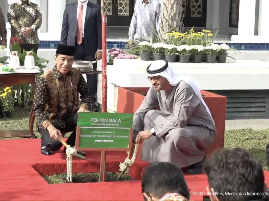 Ini Sejarah Pohon Sala yang Ditanam Jokowi-MBZ di Masjid Sheikh Zayed