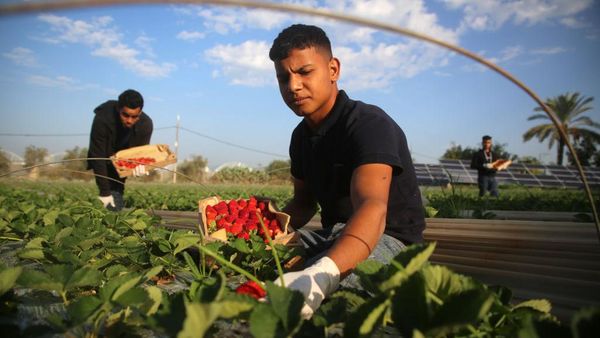 Melihat Hasil Panen Strawberry di Gaza yang Akan Diekspor ke Israel