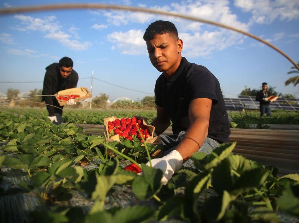 Melihat Hasil Panen Strawberry di Gaza yang Akan Diekspor ke Israel