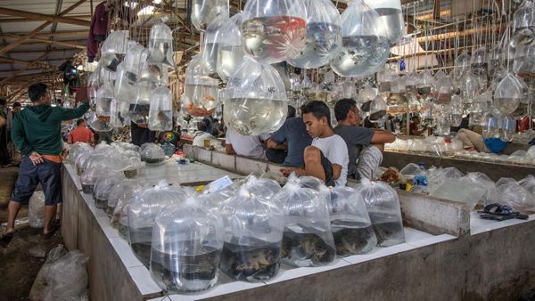 Melihat Pasar Ikan Hias Terbesar Asia Tenggara di Bogor