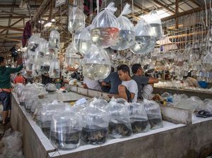 Melihat Pasar Ikan Hias Terbesar Asia Tenggara di Bogor Melihat Pasar Ikan Hias Terbesar Asia Tenggara di Bogor