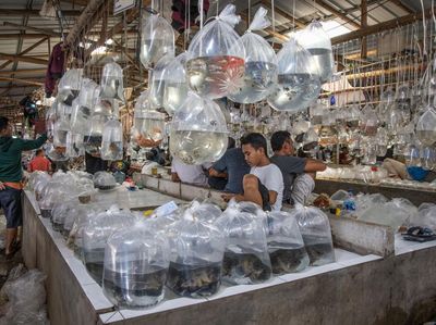 Melihat Pasar Ikan Hias Terbesar Asia Tenggara di Bogor