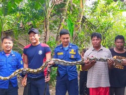Hiii! Ular Sanca 3 Meter Ngumpet di Kandang Ayam Pundong Bantul
