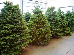 Alasan Pohon Cemara Identik dengan Pohon Natal