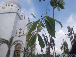 5 Fakta Pohon Sala yang Ditanam Jokowi di Masjid Sheikh Zayed Solo