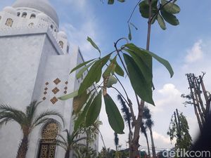 5 Fakta Pohon Sala yang Ditanam Jokowi di Masjid Sheikh Zayed Solo 5 Fakta Pohon Sala yang Ditanam Jokowi di Masjid Sheikh Zayed Solo