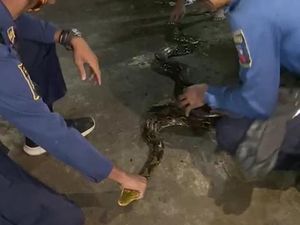 Bikin Kaget, Ular Sanca 2,5 Meter Tiba-tiba Muncul di Rumah Warga Bogor