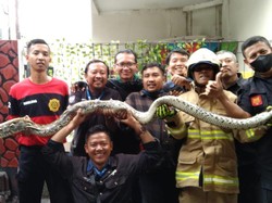 Ngeri! Ular Sanca 4 Meter Ditemukan di Kolam Masjid Surabaya