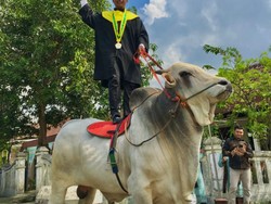 Unik! Lulusan Kampus Ini Tunggangi Sapi ke Kampus saat Wisuda