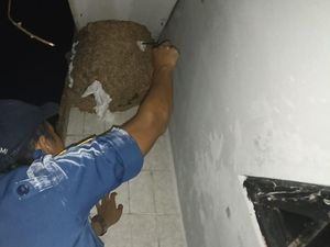 Aksi Petugas Damkar Sukabumi: Taklukan Ular-Sarang Tawon