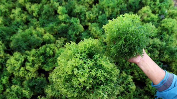 Panen Melimpah, Harga Rumput Laut Turun