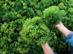 China & Singapura Bakal Masuk Garap Proyek Rumput Laut RI