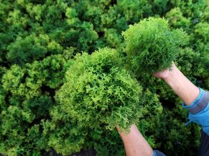 China & Singapura Bakal Masuk Garap Proyek Rumput Laut RI China & Singapura Bakal Masuk Garap Proyek Rumput Laut RI