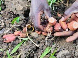 KTT Iklim COP27: Mencegah Kelaparan Dunia Akibat Perubahan Iklim