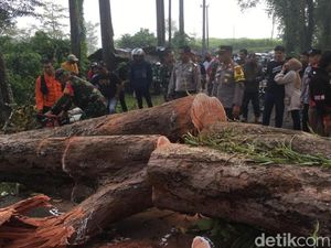 Pemotor Tewas Tertimpa Pohon Besar di Cikidang Sukabumi