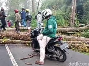 Tragedi Pohon Tumbang Tewaskan Pemotor di Cikidang Sukabumi Tragedi Pohon Tumbang Tewaskan Pemotor di Cikidang Sukabumi