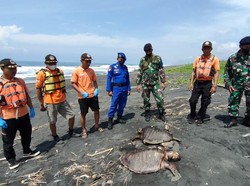 3 Penyu Lekang Mati di Pantai Kulon Progo, Diduga karena Makan Plastik