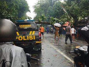 2 Pohon Tumbang Melintang di Rambipuji, Jalur Jember-Lumajang Macet 3 Km