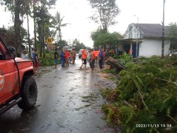 2 Pohon Tumbang Disingkirkan, Arus Lalin Jember-Lumajang Kembali Normal