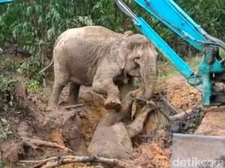 Dramatis! Proses Evakuasi Anak Gajah dari Galian di Riau