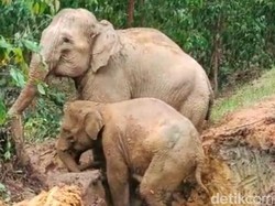 Kenapa Jalur Jelajah Gajah Selalu Tetap? Begini Penjelasannya