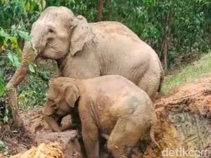 Kenapa Jalur Jelajah Gajah Selalu Tetap? Begini Penjelasannya Kenapa Jalur Jelajah Gajah Selalu Tetap? Begini Penjelasannya
