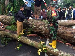 Pohon yang Tewaskan Pemotor di Sukabumi Berhasil Dievakuasi