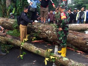 Pohon yang Tewaskan Pemotor di Sukabumi Berhasil Dievakuasi Pohon yang Tewaskan Pemotor di Sukabumi Berhasil Dievakuasi