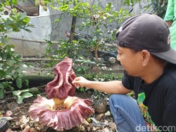 Bunga Bangkai Ditemukan Mekar di Halaman Rumah Warga Ponorogo