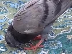 Lagi Umrah, Wagub Ijeck Unggah Video Burung Bersujud di Masjidil Haram