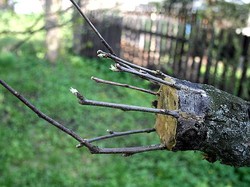 Cara Mencangkok Tanaman dengan Mudah dan Hasil Maksimal